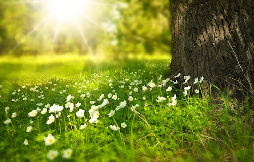 Springtime picture of flowers and hope